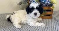 Abe, a male Shihpoo for sale in Hartville, MO – 4 of 6