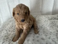 Brooks, a male Miniature Goldendoodle for sale in Hartville, MO – 2 of 4
