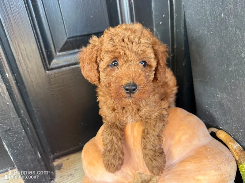 Rosie – Poodle - Miniature  puppy for sale in Hartville, MO