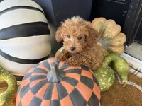 Holly, a female Miniature Goldendoodle for sale in Hartville, MO – 8 of 8