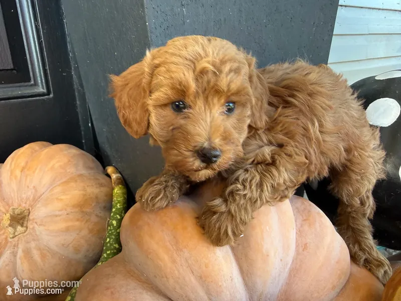 Rizzy – Poodle - Miniature  puppy for sale in Hartville, MO