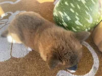 Peppa, a female Shiba Inu for sale in Hartville, MO – 3 of 4