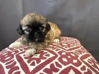 Diedra, a female Pekingese for sale in Hartville, MO – 1 of 4