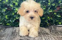 Weston, a male Maltipoo for sale in Hartville, MO – 2 of 2