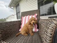 Heston, a male Cavapoo for sale in Hartville, MO – 4 of 5