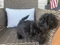 Bendy, a female Peekapoo for sale in Hartville, MO – 2 of 7