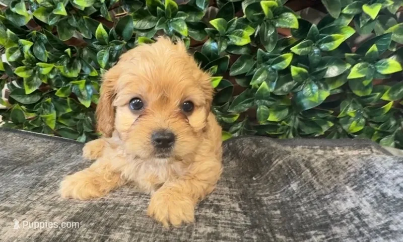 Yale – Cavapoo puppy for sale in Hartville, MO