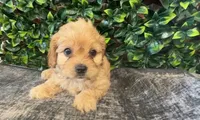 Yale, a male Cavapoo for sale in Hartville, MO – 1 of 4