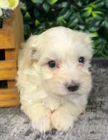 Wade, a male Maltipoo for sale in Hartville, MO – 3 of 3