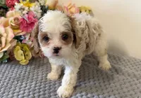 Yvette, a female Cavapoo for sale in Hartville, MO – 3 of 3