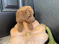 Rosie, a female Poodle - Miniature  for sale in Hartville, MO – 4 of 5