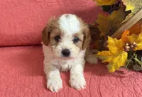 Barbie, a female Cavapoo for sale in Hartville, MO – 4 of 4