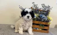 Abe, a male Shihpoo for sale in Hartville, MO – 2 of 6