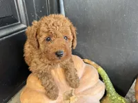Rosie, a female Poodle - Miniature  for sale in Hartville, MO – 5 of 5