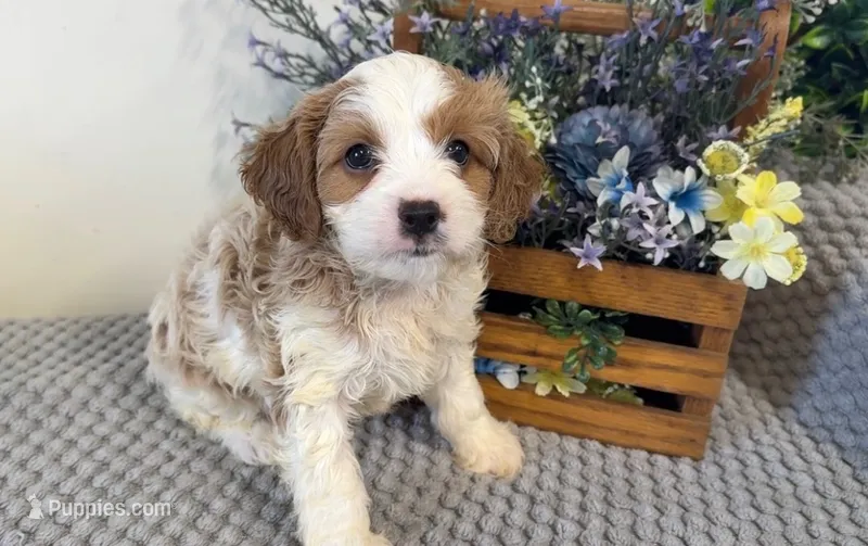 Yoshi – Cavapoo puppy for sale in Hartville, MO