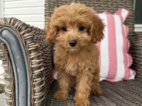 Holly, a female Cavapoo for sale in Hartville, MO – 3 of 5