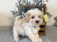 Weston, a male Maltipoo for sale in Hartville, MO – 1 of 2