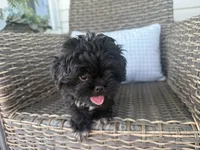 Bendy, a female Peekapoo for sale in Hartville, MO – 7 of 7
