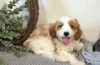 Yoshi, a male Cavapoo for sale in Hartville, MO – 2 of 4