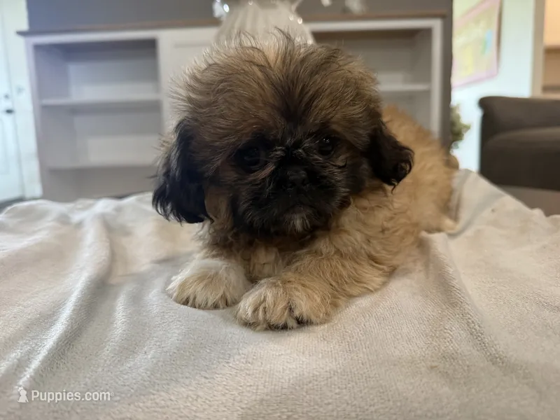 Diedra – Peekapoo puppy for sale in Hartville, MO