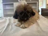Diedra, a female Peekapoo for sale in Hartville, MO – 1 of 4