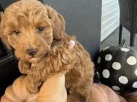 Rizzy, a female Poodle - Miniature  for sale in Hartville, MO – 3 of 5