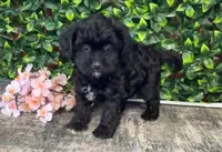 Alysa, a female Shihpoo for sale in Hartville, MO – 2 of 4