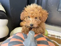 Holly, a female Miniature Goldendoodle for sale in Hartville, MO – 5 of 8