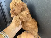 Reinah, a female Poodle - Miniature  for sale in Hartville, MO – 3 of 5