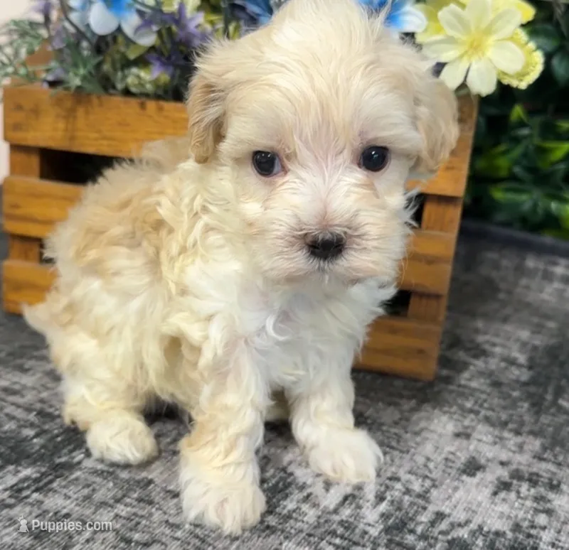 Weston – Maltipoo puppy for sale in Hartville, MO
