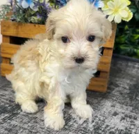 Weston, a male Maltipoo for sale in Hartville, MO – 1 of 3