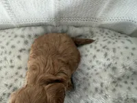 Bronx, a male Miniature Goldendoodle for sale in Hartville, MO – 4 of 4