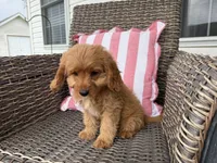 Holton, a male Cavapoo for sale in Hartville, MO – 4 of 5