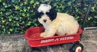 Abe, a male Shihpoo for sale in Hartville, MO – 6 of 6