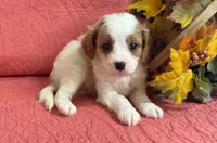 Bess, a female Cavapoo for sale in Hartville, MO – 3 of 4
