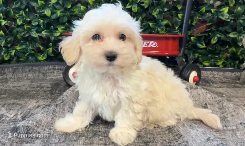 Walker – Maltipoo puppy for sale in Hartville, MO