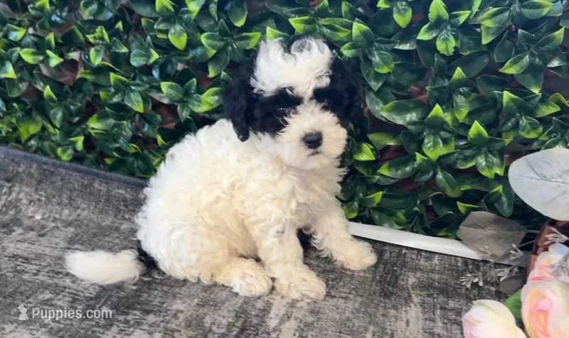 Abe – Shihpoo puppy for sale in Hartville, MO