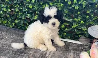 Abe, a male Shihpoo for sale in Hartville, MO – 1 of 6