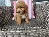 Heston, a male Cavapoo for sale in Hartville, MO – 5 of 5