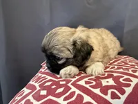 Dax , a male Pekingese for sale in Hartville, MO – 3 of 4