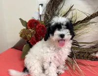 Abe, a male Shihpoo for sale in Hartville, MO – 2 of 3