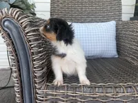 Bella Jo, a female Peekapoo for sale in Hartville, MO – 7 of 8