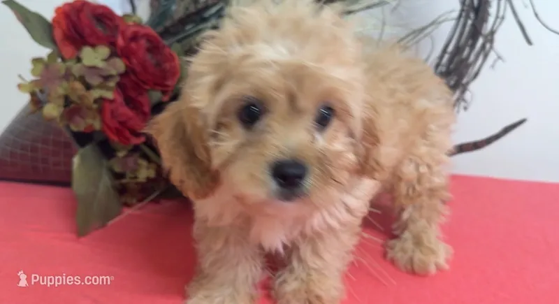 Yale – Cavapoo puppy for sale in Hartville, MO