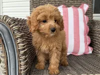 Holly, a female Cavapoo for sale in Hartville, MO – 5 of 5