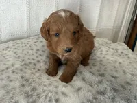Baxter, a male Miniature Goldendoodle for sale in Hartville, MO – 3 of 5