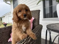 Holton, a male Cavapoo for sale in Hartville, MO – 5 of 5
