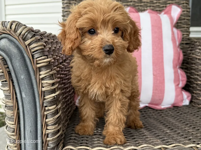 Holly – Cavapoo puppy for sale in Hartville, MO