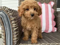 Holly, a female Cavapoo for sale in Hartville, MO – 1 of 5