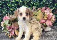 Yasmine, a female Cavapoo for sale in Hartville, MO – 3 of 3
