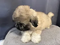 Dax , a male Pekingese for sale in Hartville, MO – 4 of 6